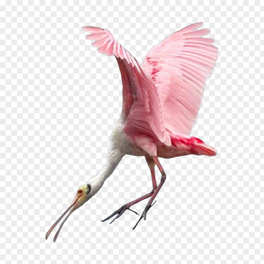 Bird Flamingos Water Beak PNG
