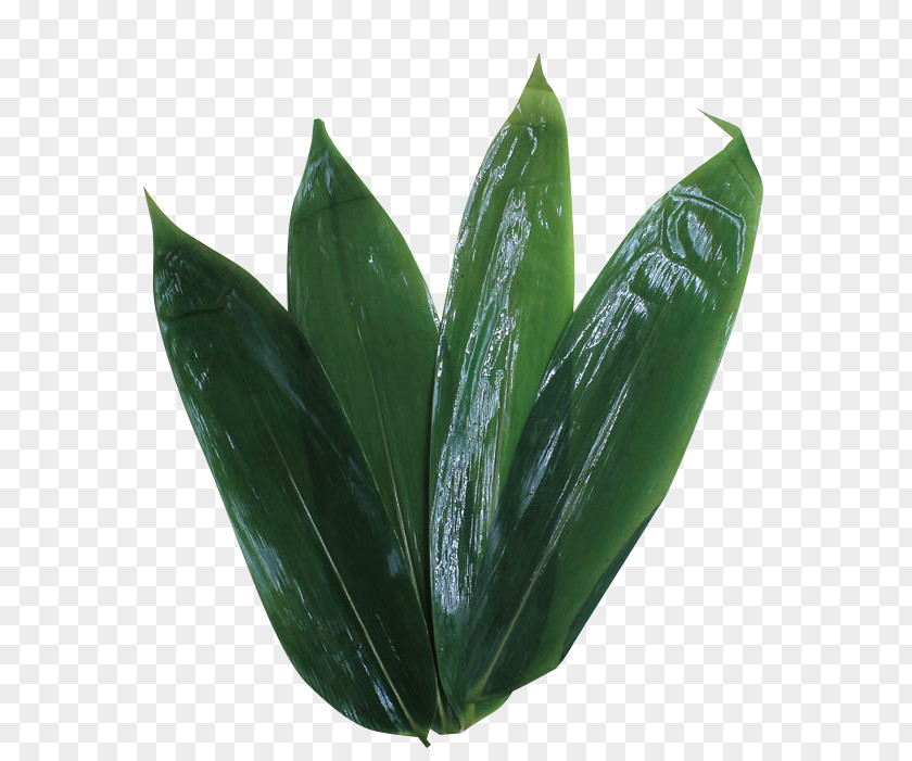 Green Bamboo Leaves Zongzi Leaf PNG