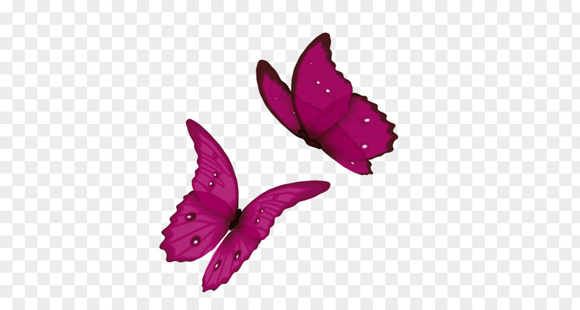 Rose Animated Film Butterfly PNG
