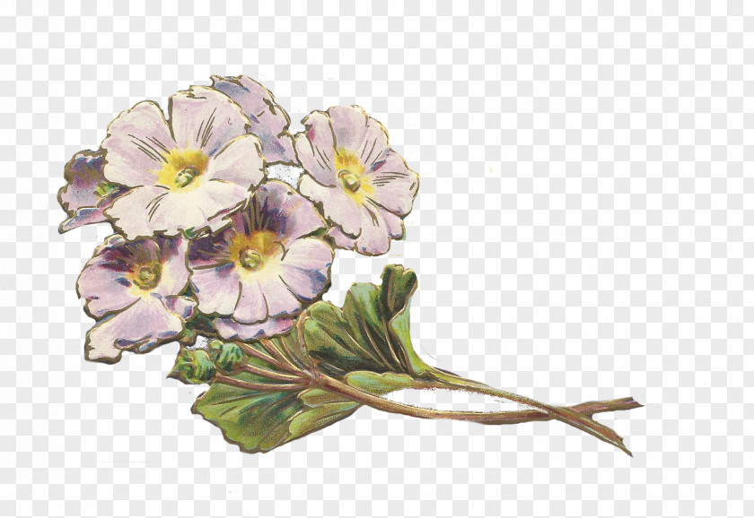 Violet Herbaceous Plant Flower Family PNG