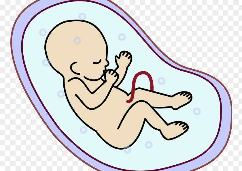 Embryo Fetus Clip Art PNG