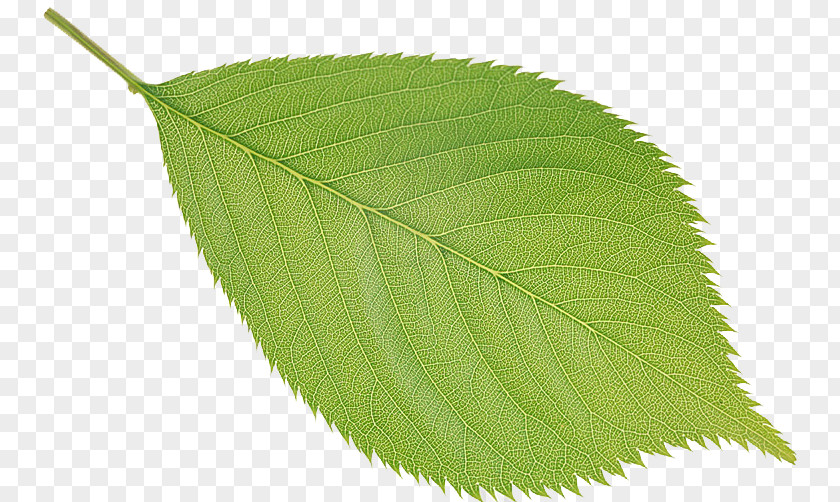 Leaf Tree PNG