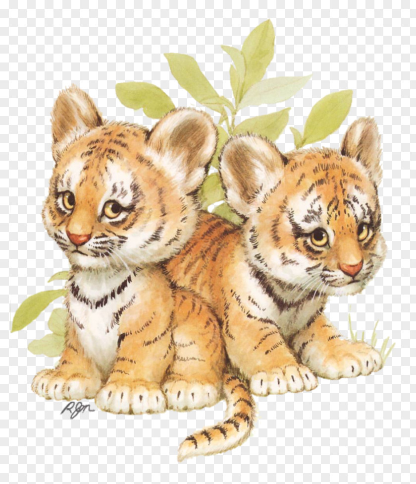 Tiger Baby Tigers Animal Illustrations Siberian Husky Clip Art PNG