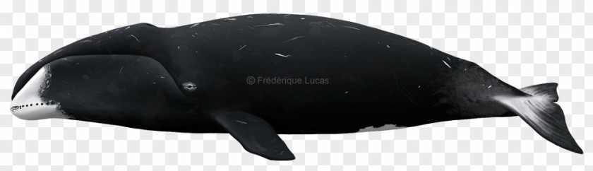 Bowhead Whale Marine Mammal Technology PNG