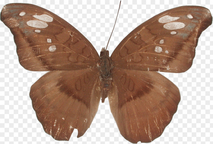 Butterfly Tanaecia Julii Moth Brush-footed Butterflies PNG