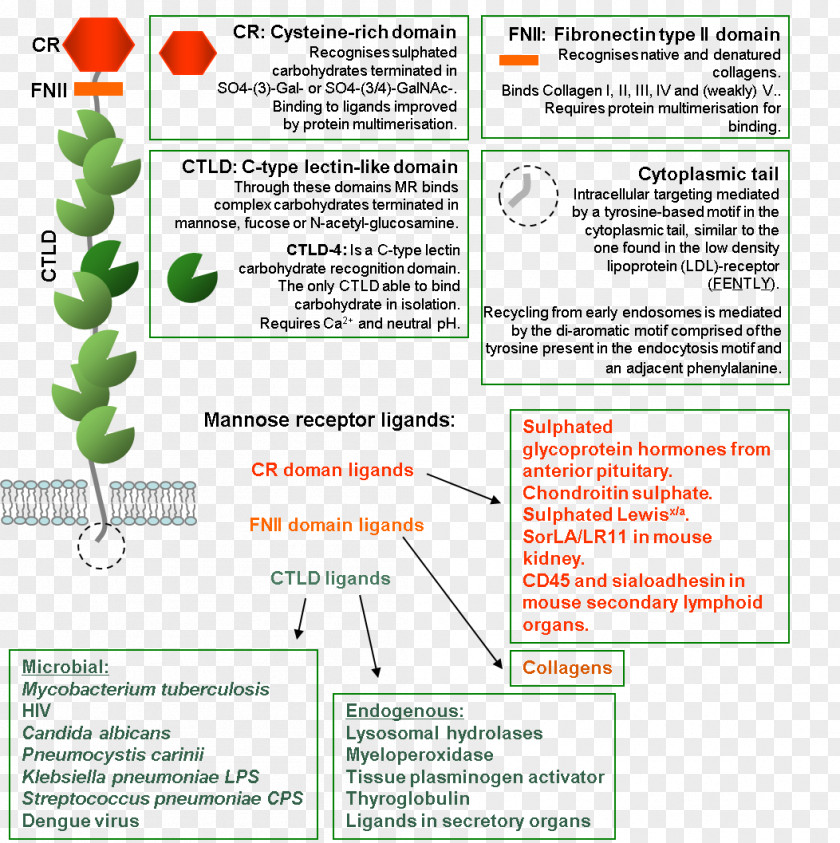 C-type Lectin Endothelium Science Phagocyte Mannose PNG