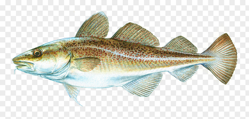 Cod Fish Atlantic Salmon Products PNG