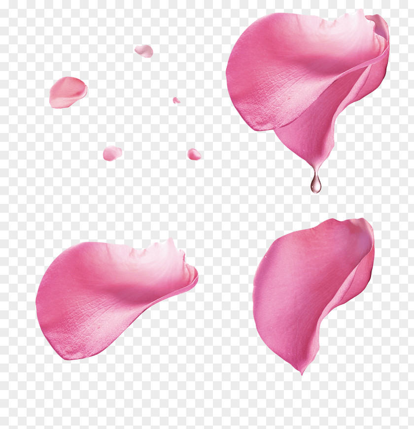 Flower Petals Petal Clip Art Image PNG