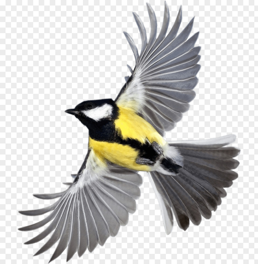 Goldfinch Perching Bird Cartoon PNG