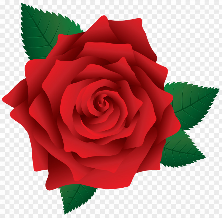 Red Rose Image Clipart Pink Clip Art PNG