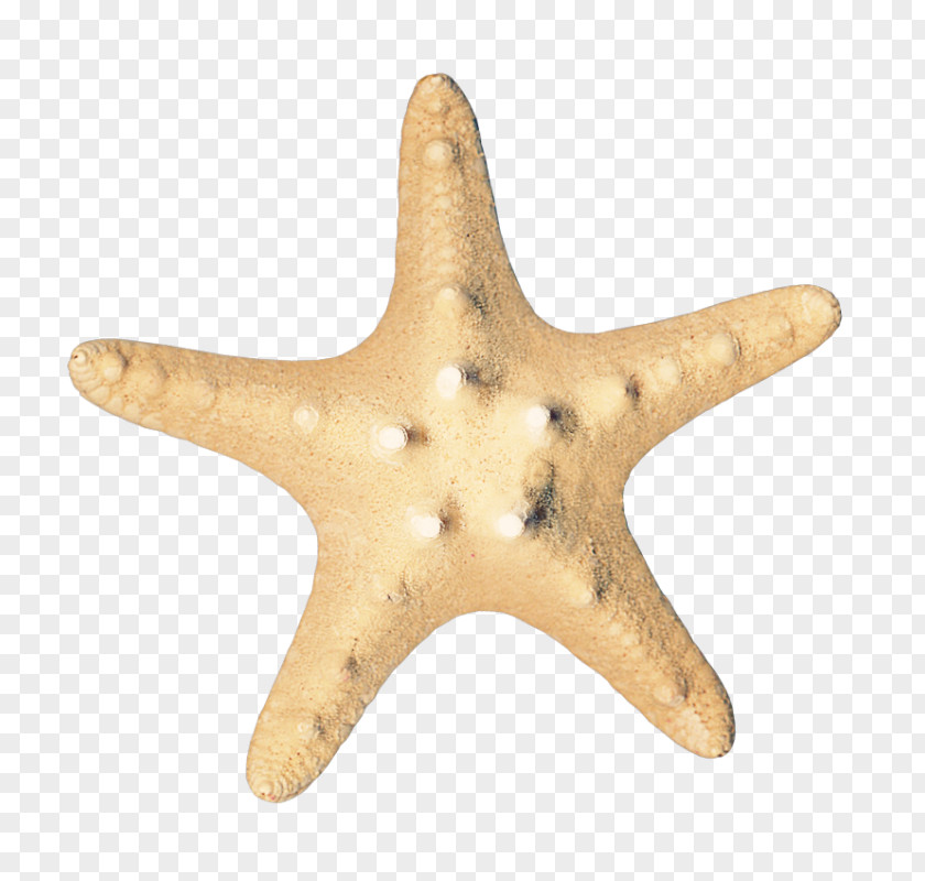 Starfish Sea Icon PNG