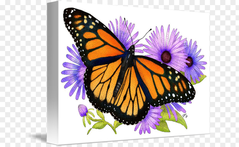 Glossy Butterflys Monarch Butterfly Viceroy Pieridae Drawing PNG