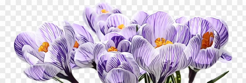 Lavender PNG