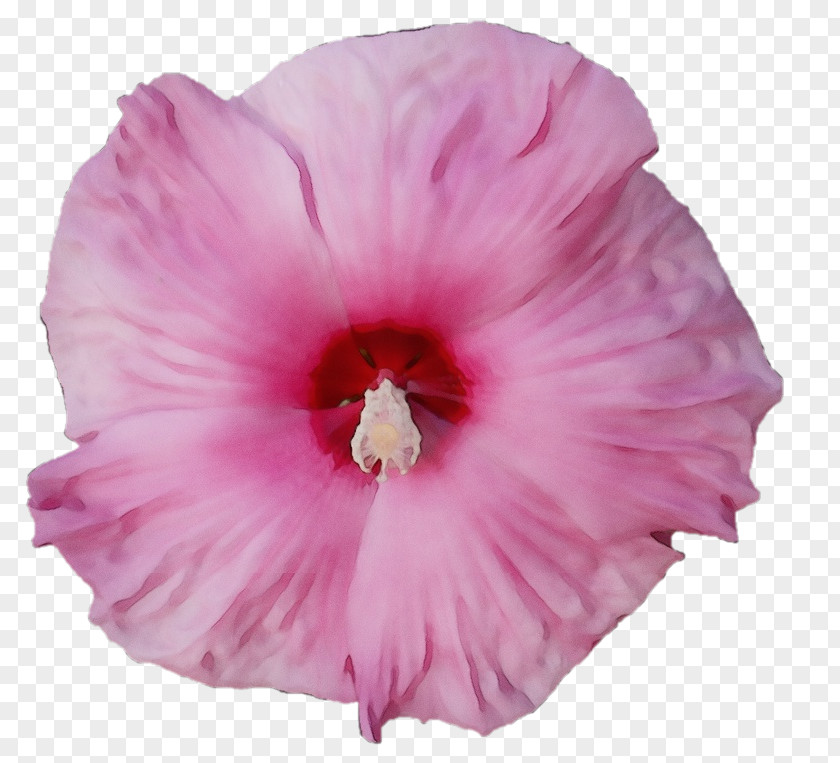 Magenta Swamp Rose Mallow Flowering Plant Flower Petal Pink Hawaiian Hibiscus PNG