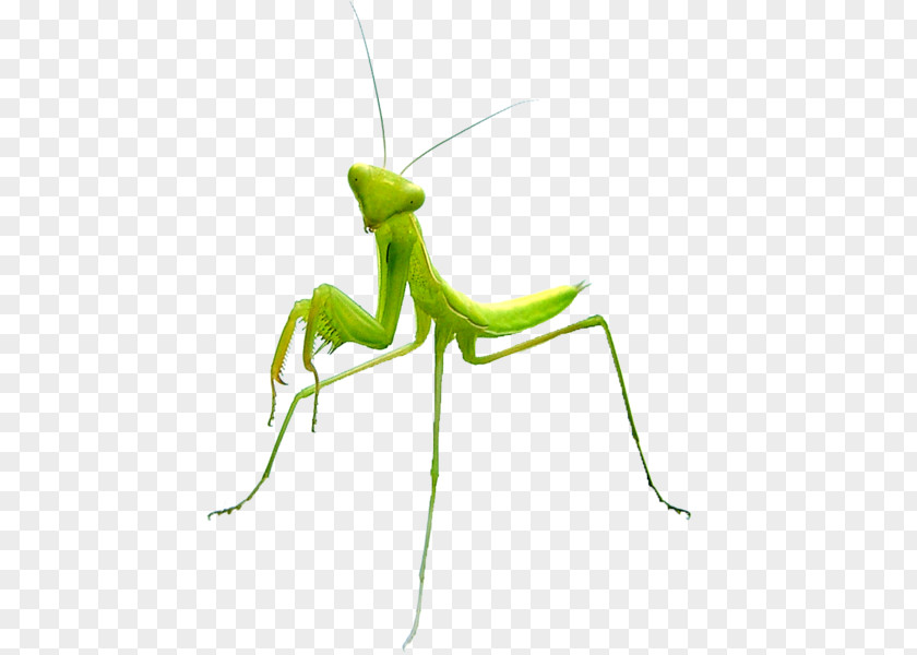 Praying Mantis Insect Vlucht PNG