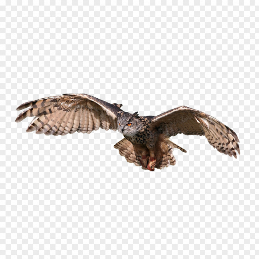 Bird Snowy Owl Eurasian Eagle-owl Great Horned Tawny PNG