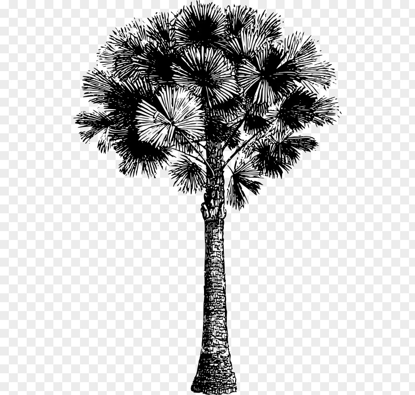 Date Palm Asian Palmyra White Arecaceae Plant Stem PNG