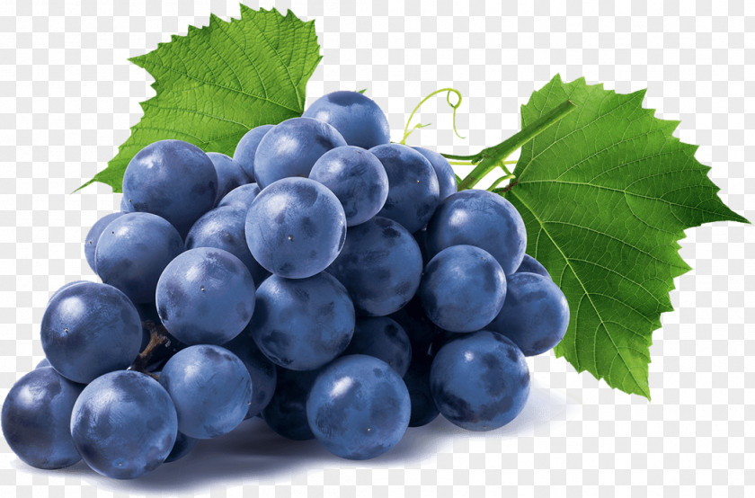 Grapes Common Grape Vine Isabella Stock Photography PNG