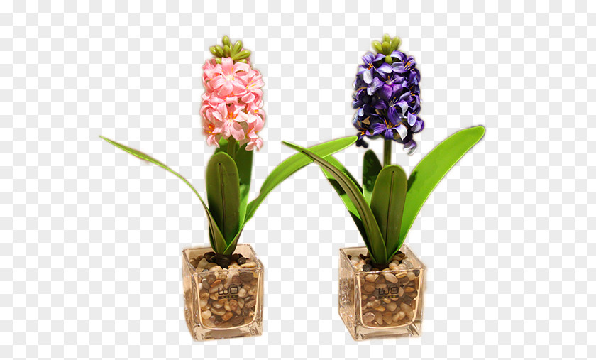 Hyacinth Flower Moth Orchids Image Design PNG