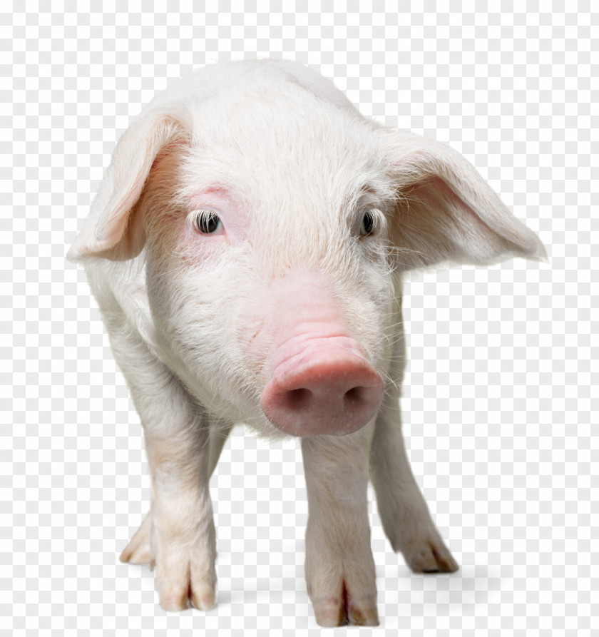 Puppy Domestic Pig Dog Snout PNG