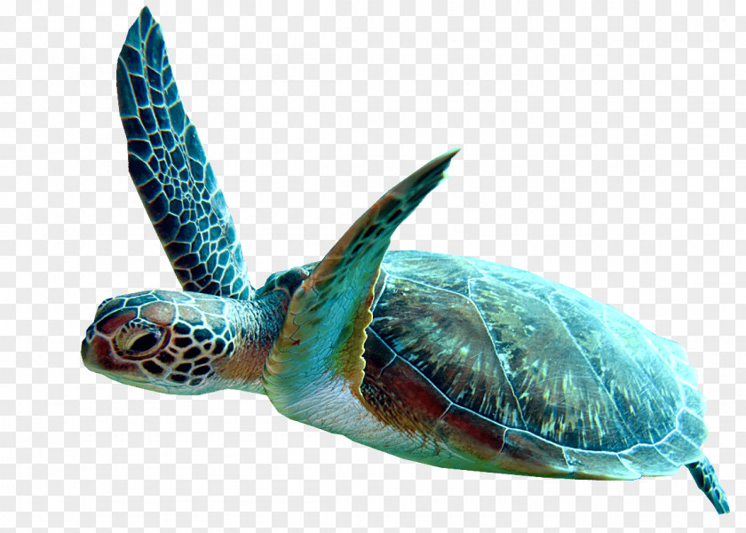 Tortoise Reptile Sea Turtle Background PNG