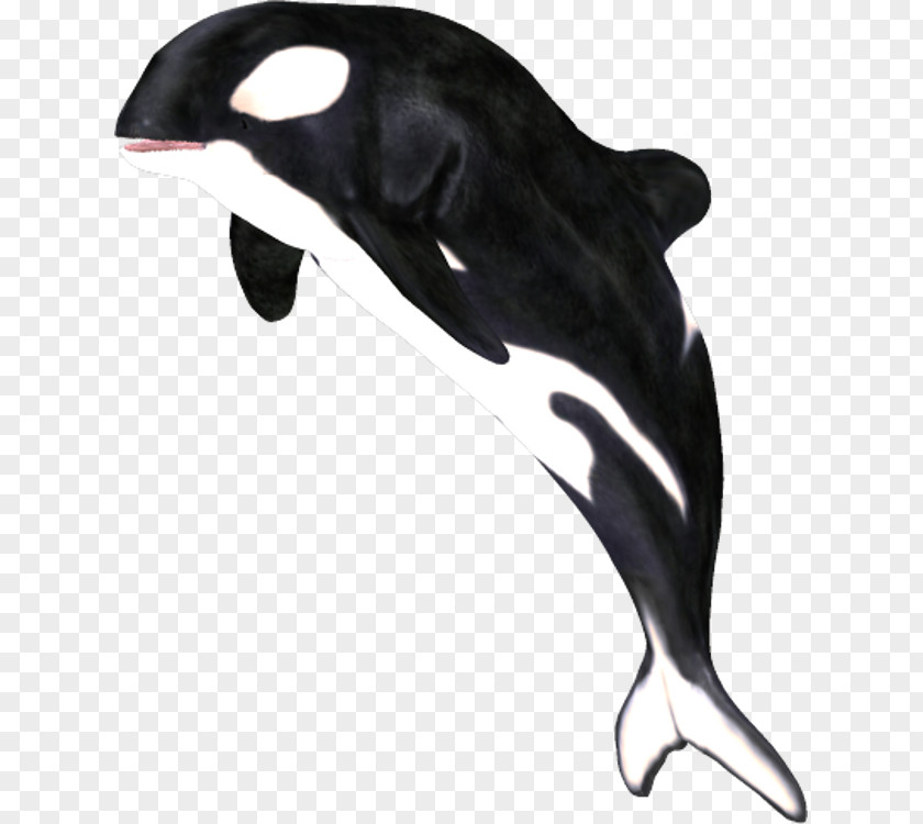 Whale Der Gesang Orcas Killer White-beaked Dolphin Clip Art PNG