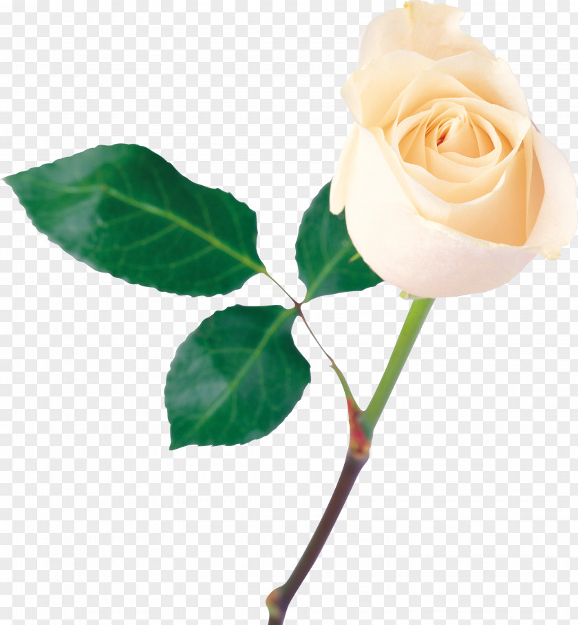 White Roses Desktop Wallpaper Clip Art PNG