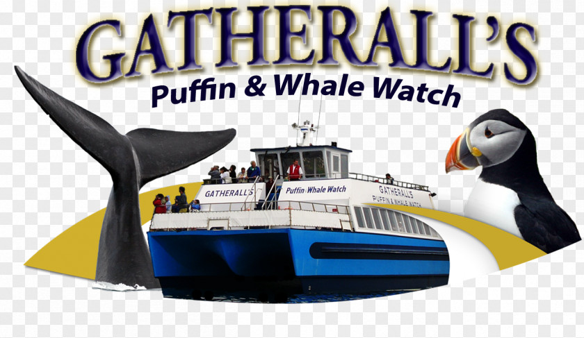 Gatherall's Puffin & Whale Watch St. John's Captain Wayne's Marine Excursions Cetacea Watching PNG