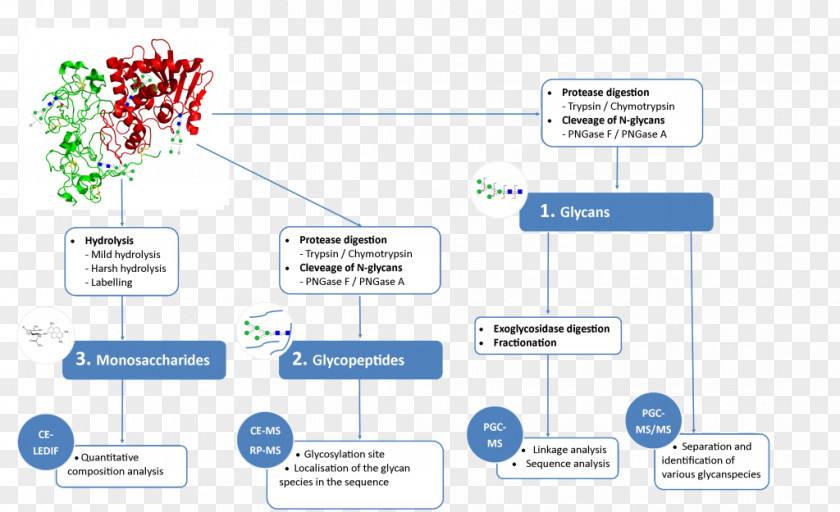 Glycan Glycoprotein Glycosylation Mass Spectrometry Monosaccharide PNG