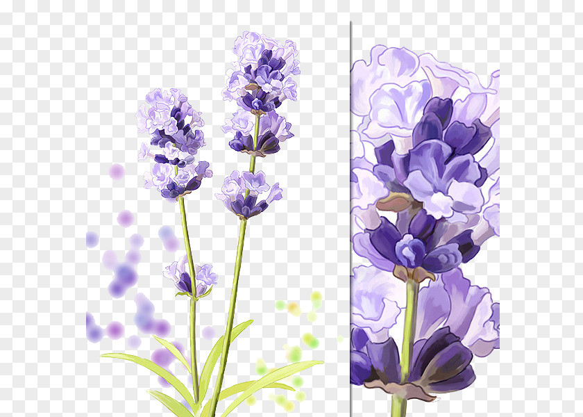 Purple Lavender Hyacinthus Orientalis Download Cartoon PNG