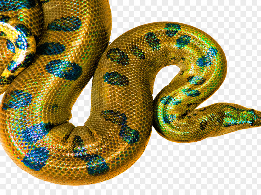 Affirmation HD Desktop Wallpaper 1440X900 Boa Constrictor Snakes Rattlesnake Hognose Snake PNG