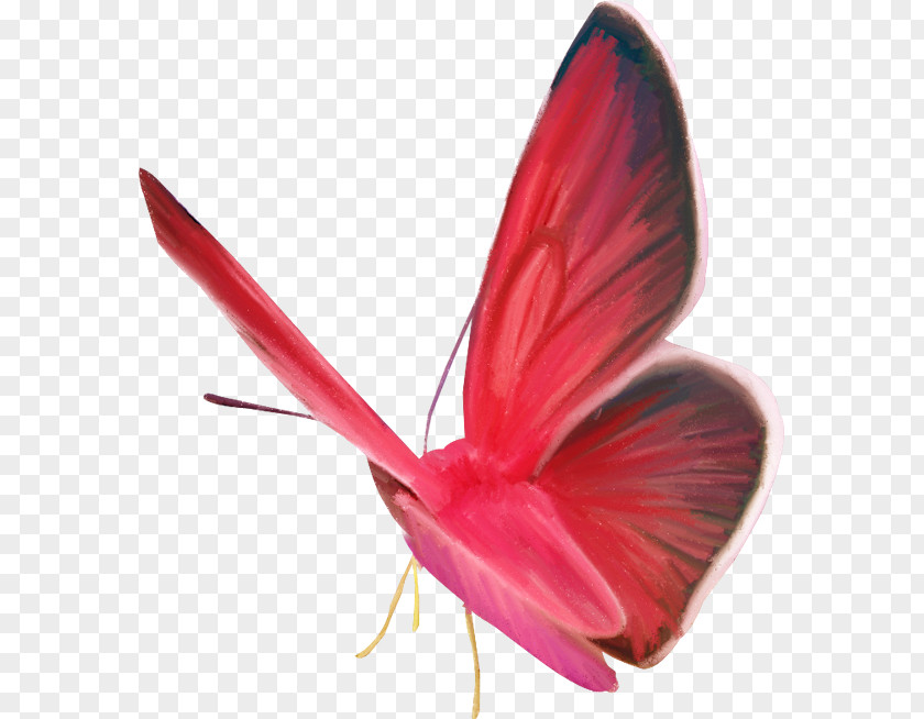 Butterfly Animal Moth Clip Art PNG