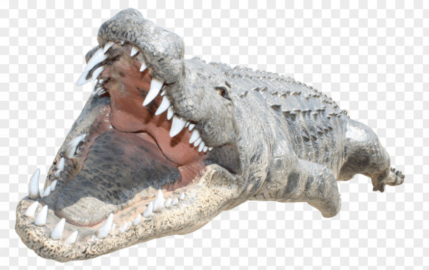 Crocodile Alligators Desktop Wallpaper PNG
