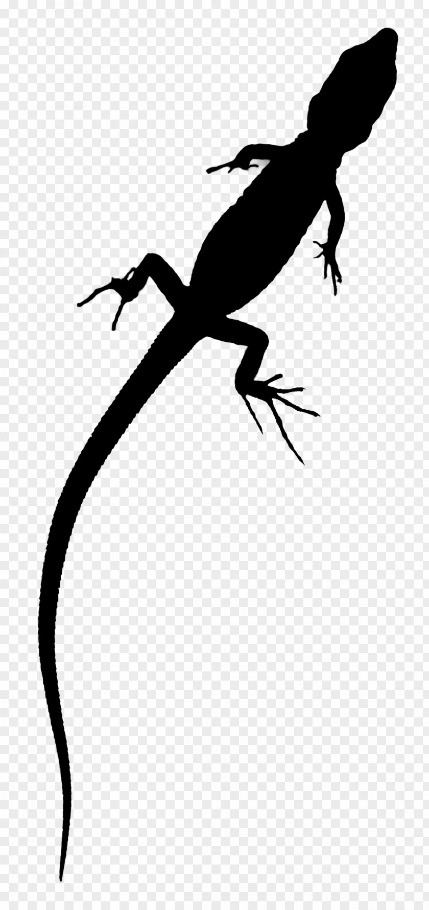 Lizard Amphibians Clip Art Fauna Line PNG