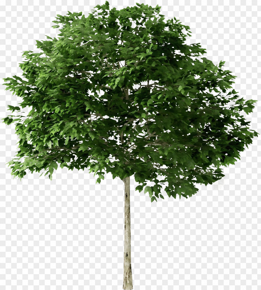 Quercus Suber Tree Plants Ash American Sycamore PNG
