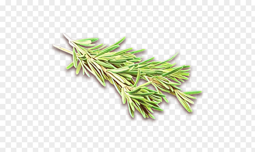 Red Juniper Flower Rosemary PNG