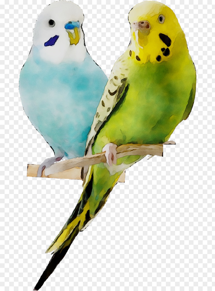 Budgerigar Lovebird Parakeet Palo Posadero Jaula Pajaro Natural Fiory Mixtura Premium Periquitos PNG