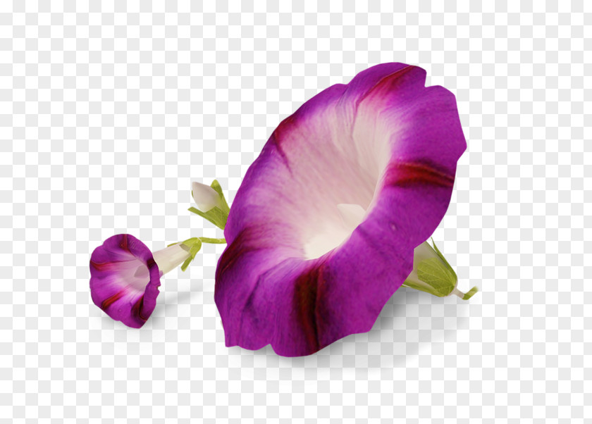 Glory Flower Ipomoea Nil Transparency And Translucency PNG