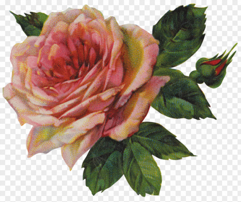 Vintage Flowers Rose Clothing Clip Art PNG