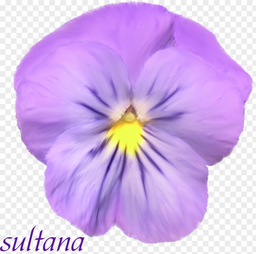 Violet Pansy Petal PNG