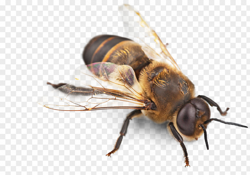 Bee Western Honey Insect Swarming Removal PNG
