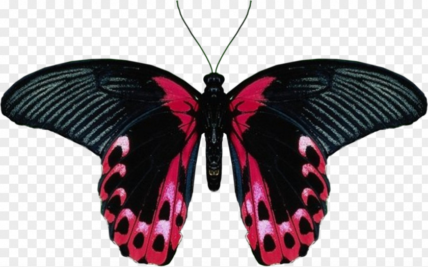 Butterfly Clip Art PNG