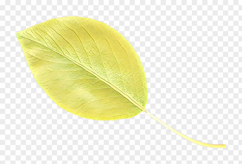 Flower Anthurium Leaf Yellow Green Plant PNG