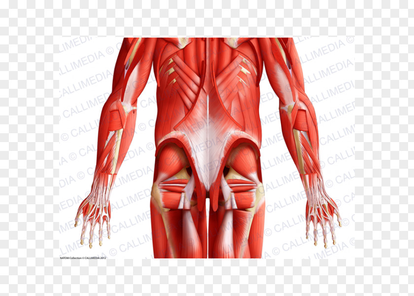 Hand Thumb Muscle Human Body Pelvis Anatomy PNG
