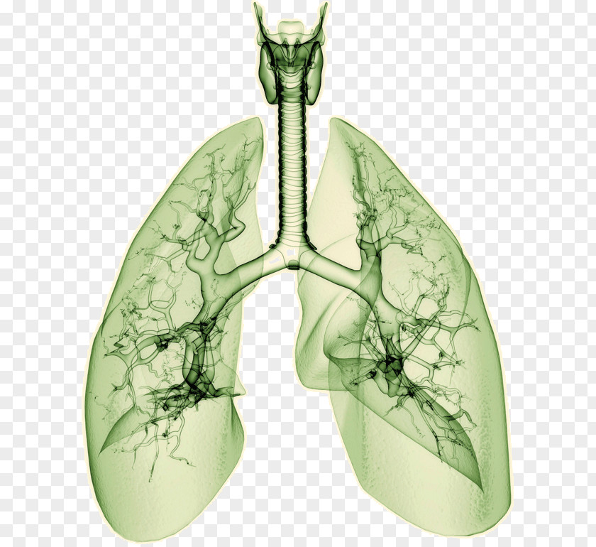 Hersh Drawing Lung Research PNG