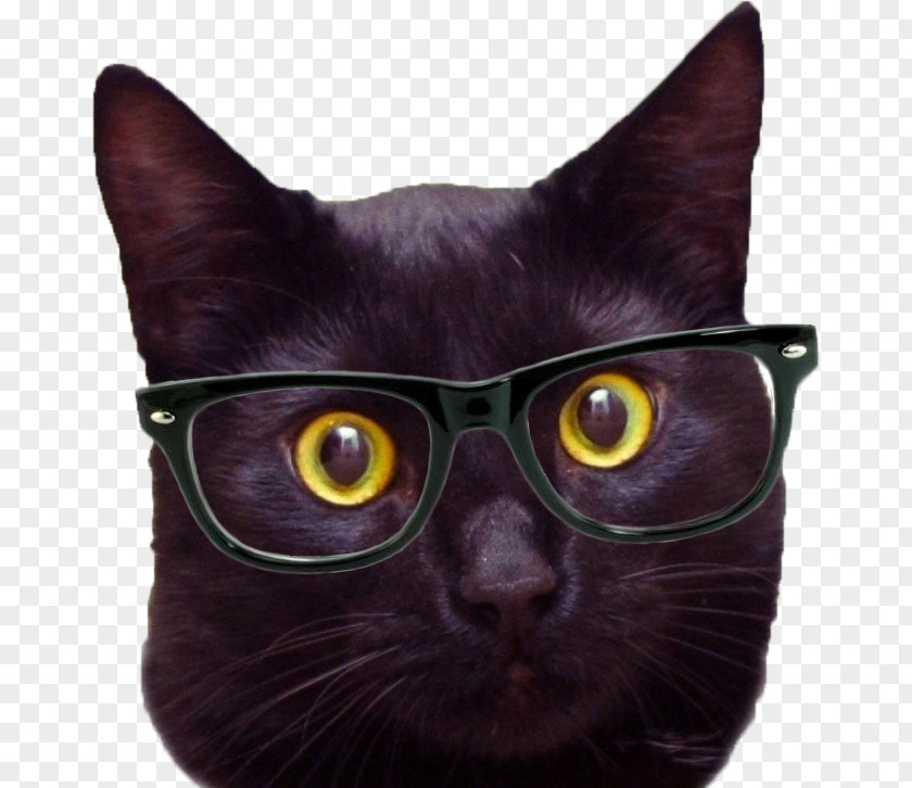 Hipster Black Cat Desktop Wallpaper Mobile Phones PNG