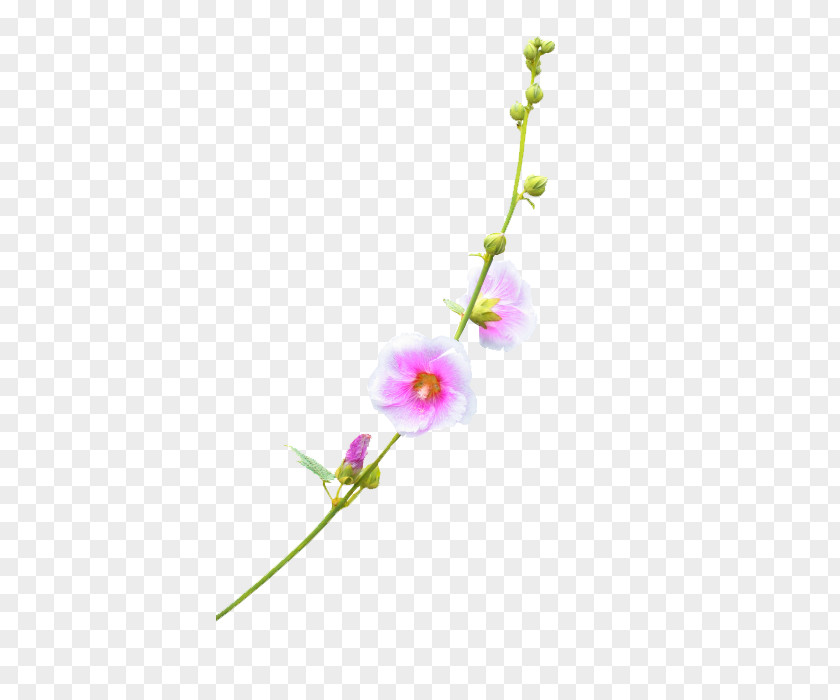 Plant Flower Download PNG