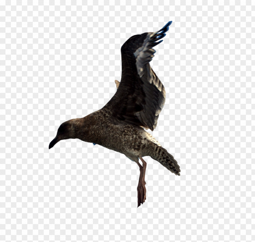 Seagull Water Bird Goose Duck Cygnini PNG