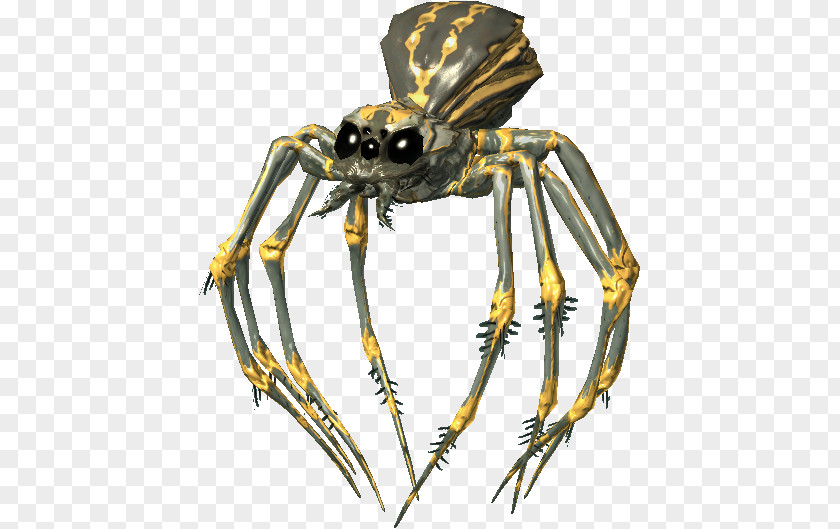 Spider The Elder Scrolls V: Skyrim Wiki PNG