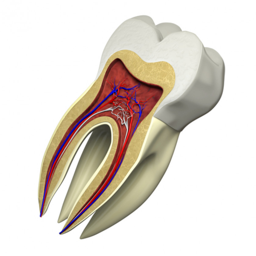 Tooth Restorative Dentistry Dental Restoration Crown Root Canal PNG